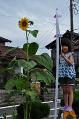 Tall Sunflower & Daughter