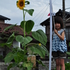 Tall Sunflower & Daughter