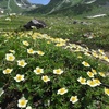 Geum Pentapetalum in Mt. Tateyama