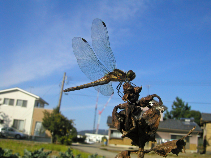 Sympetrum frequens: A Dragonfly