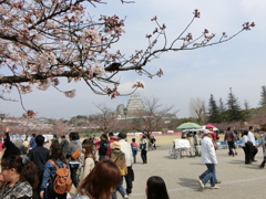 Cherry Blossoms & Himeji Castle
