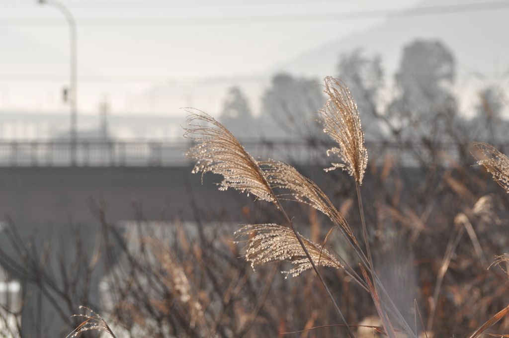 Withered Silver Grass