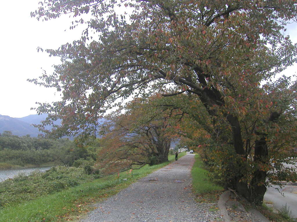 Tunnel of the Trees