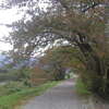 Tunnel of the Trees