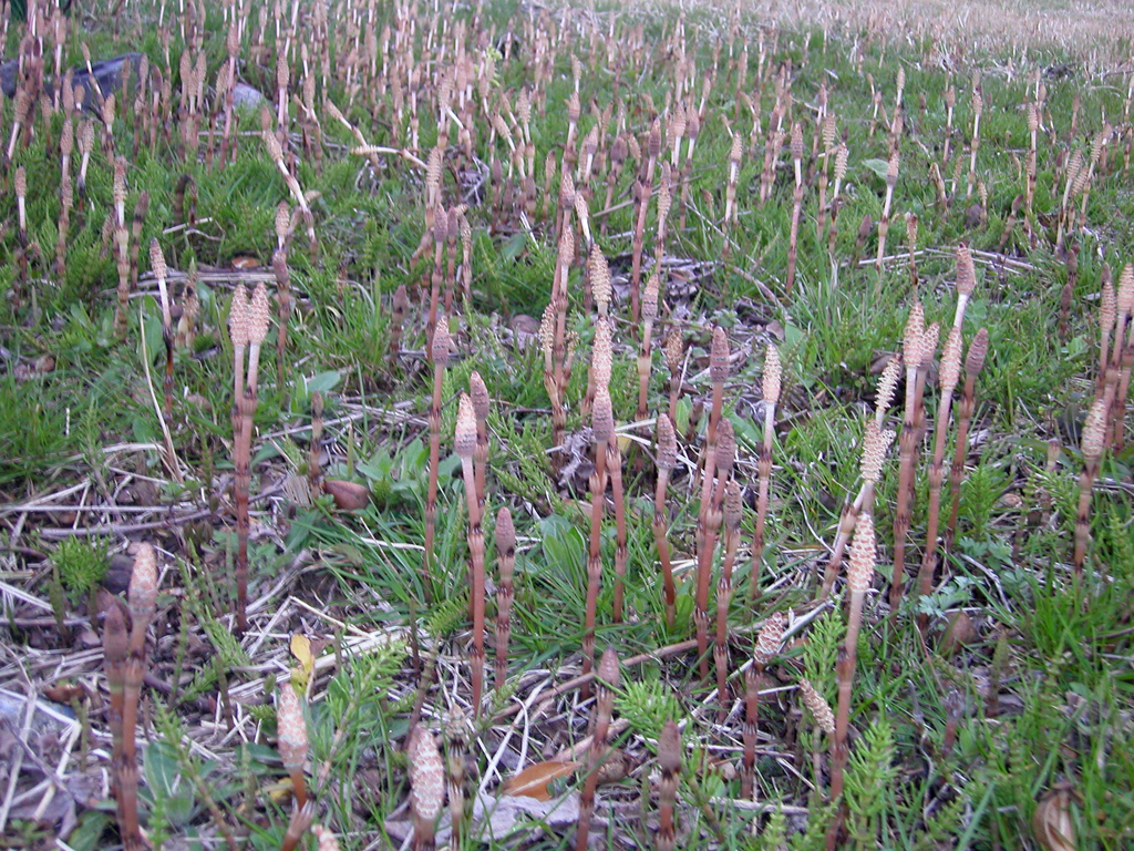 Cluster of "Tsukushi", Field Horsetail