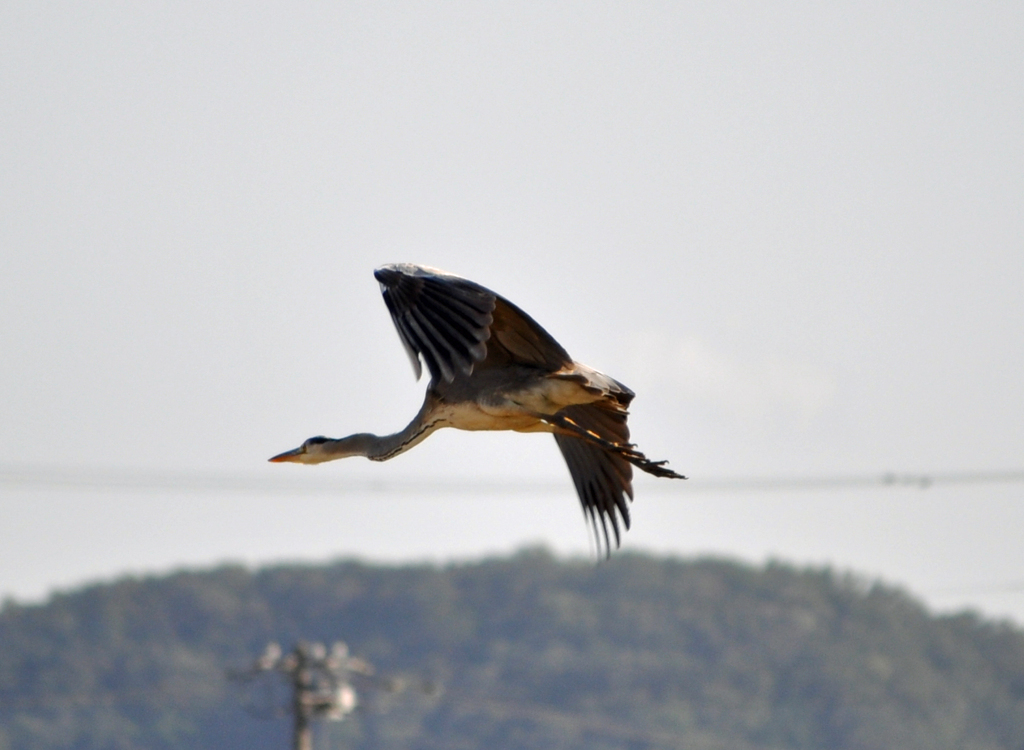 Flying Blue Heron