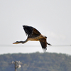 Flying Blue Heron