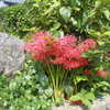 Higanbana Flowers