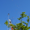 Carp Streamers & Balloons