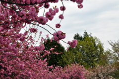 Cherry blossoms called "Kanzan"