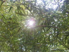 Sunlight Filtering through Trees