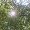 Sunlight Filtering through Trees