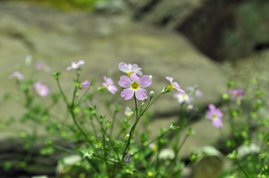 Siberian Primrose