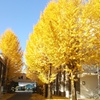 Gingko in Campus