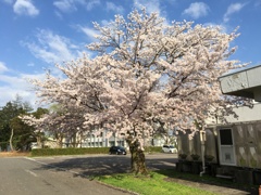 Cherry Blossom in Campus