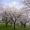 南平野公園　桜