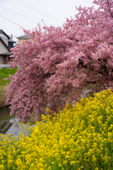 河津桜と菜の花