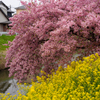 河津桜と菜の花
