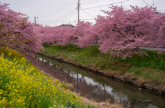 青毛堀川沿いの河津桜