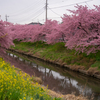 青毛堀川沿いの河津桜