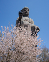 桜咲く　牛久大仏