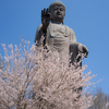 桜咲く　牛久大仏