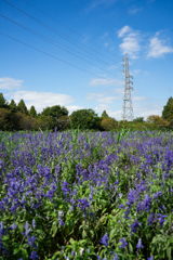 サルビアブルーの風景