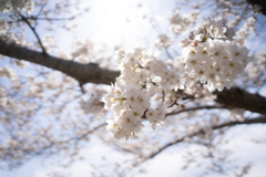輝く桜