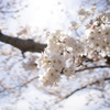 輝く桜