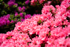 つつじの開花