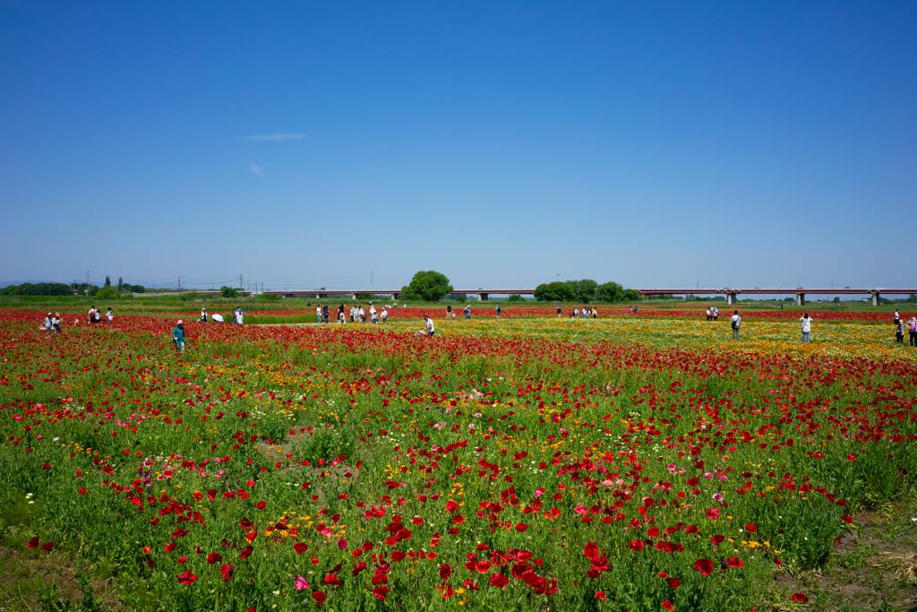 こうのす花まつり