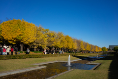 昭和記念公園　カナール　秋　イチョウ並木