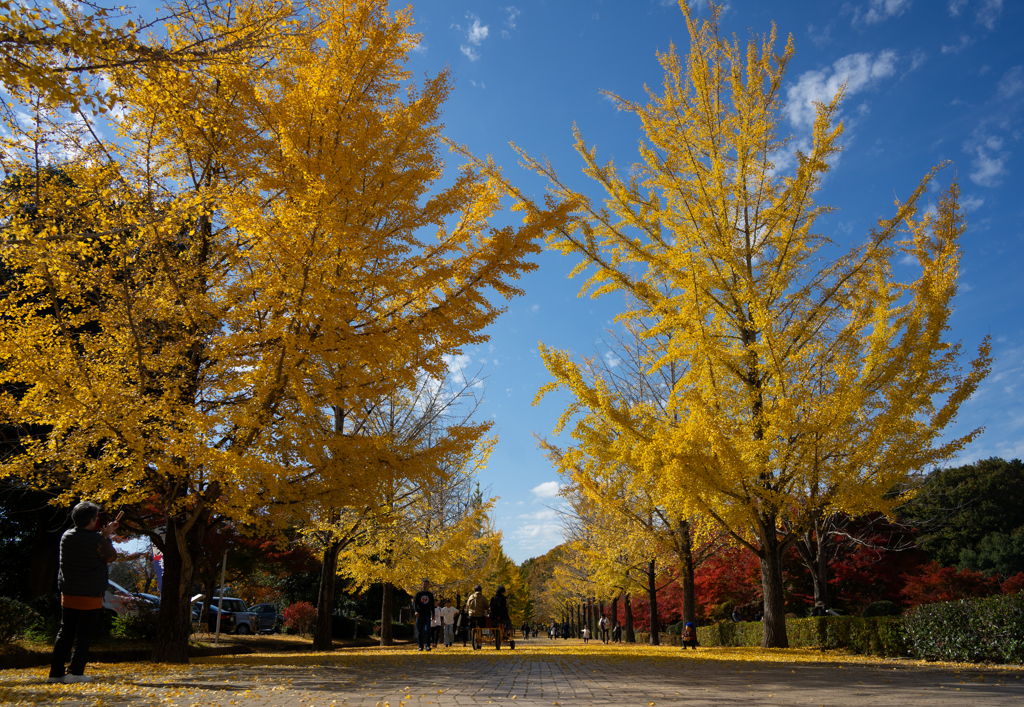 秩父ミューズパークの黄金トンネル