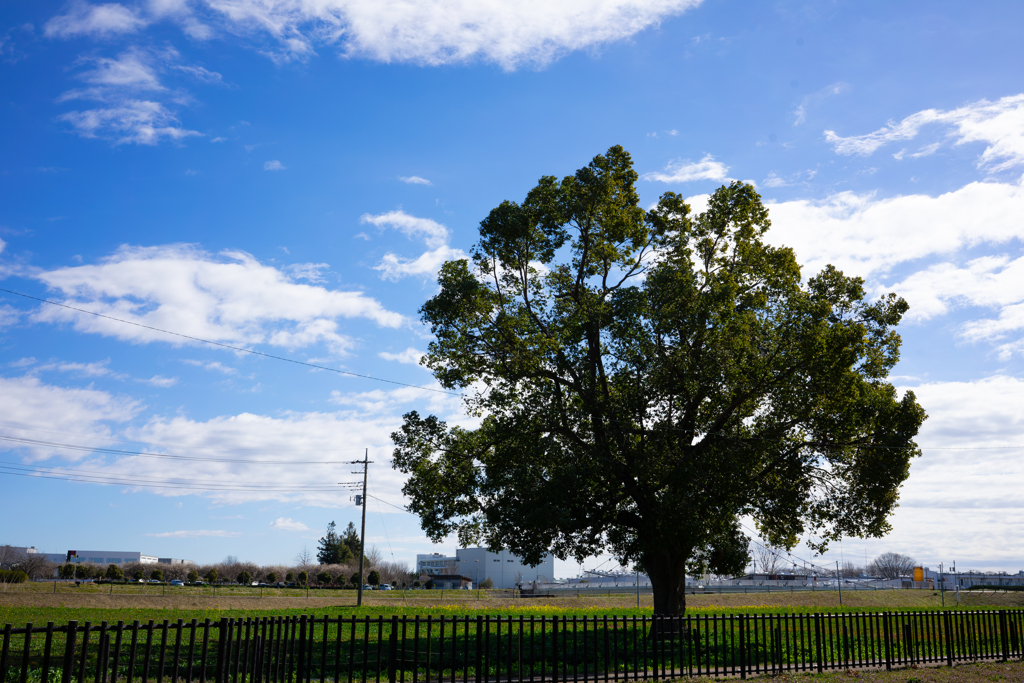この木何の木？