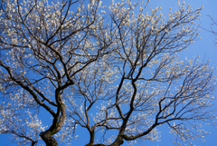 梅と空