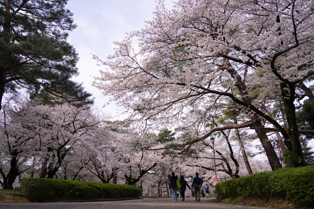 大宮公園　桜