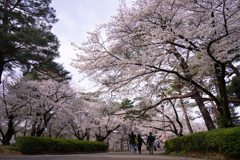 大宮公園　桜