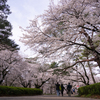 大宮公園　桜