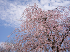 満開の桜
