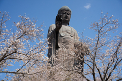 牛久大仏　桜