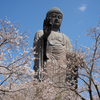 牛久大仏　桜