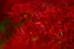 紅