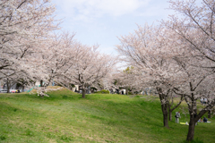 桜　また来年も・・・