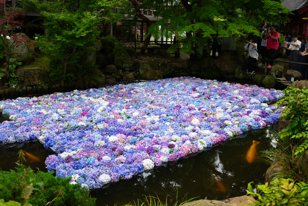 雨引観音　水中花