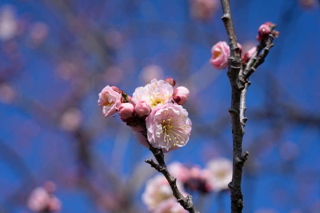 春に誘われて