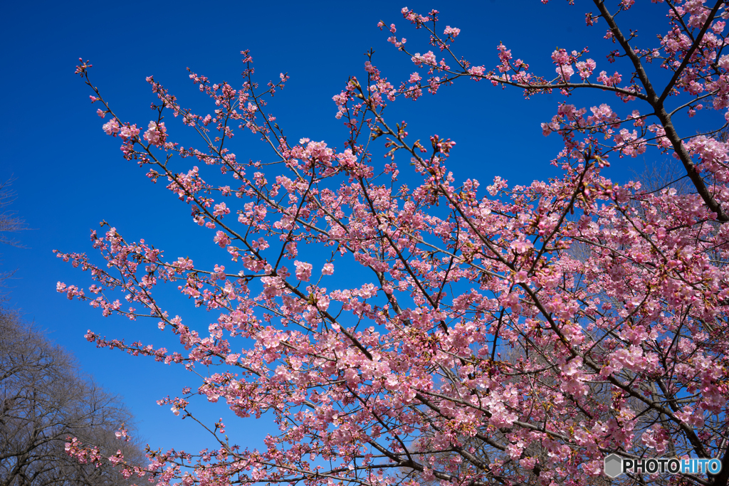 河津桜