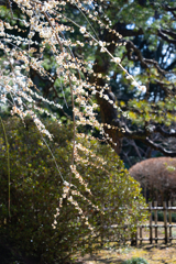春の日差し
