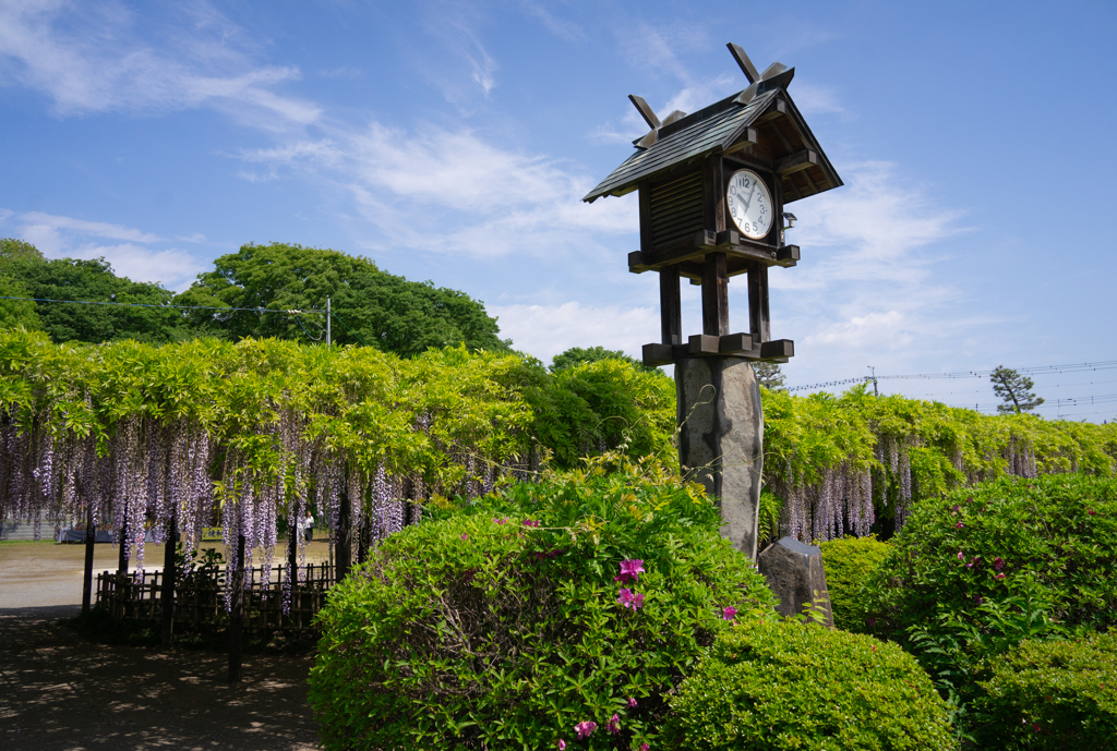 玉敷神社の藤