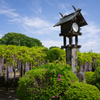 玉敷神社の藤