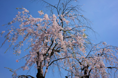 あしかがフラワーパーク　桜